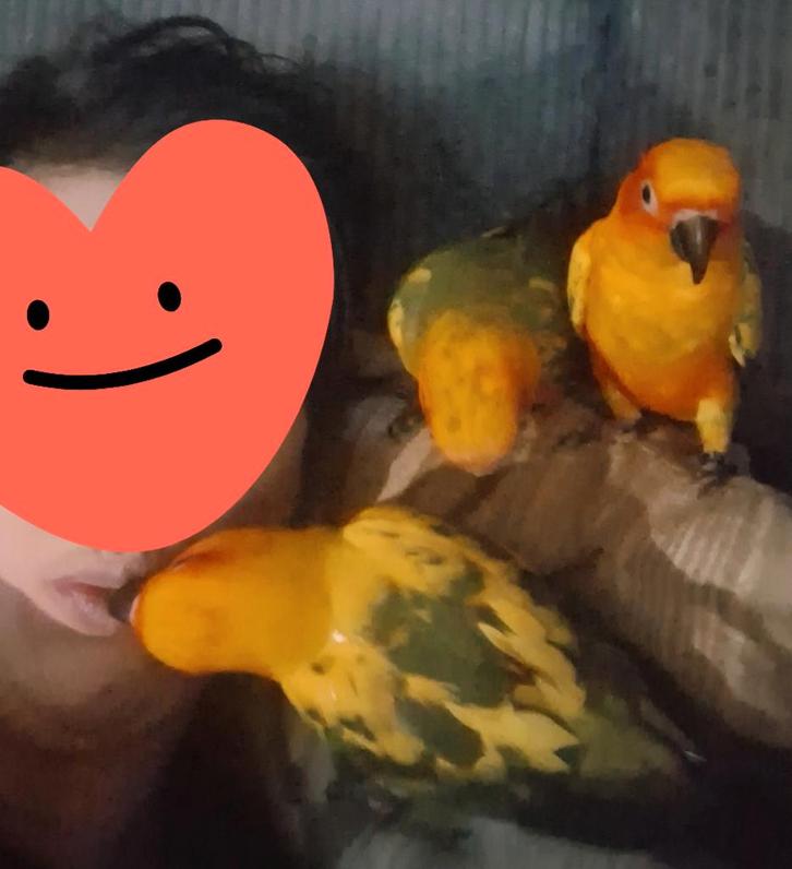 Super tamme zonparkieten, Animaux & Accessoires, Oiseaux | Perruches & Perroquets, Perruche, Plusieurs animaux, Domestique, Bagué