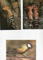 6 cartes oiseaux, Verzamelen, Postkaarten | Dieren, Ophalen of Verzenden, Vogel