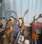 Opgezette dieren Collectie taxidermie geweien schedels ree, Enlèvement ou Envoi