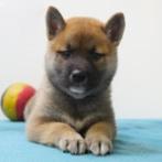 "Keto" Shiba Inu reu - pup te koop (Belgisch), Dieren en Toebehoren, België, CDV (hondenziekte), 8 tot 15 weken, Eén hond