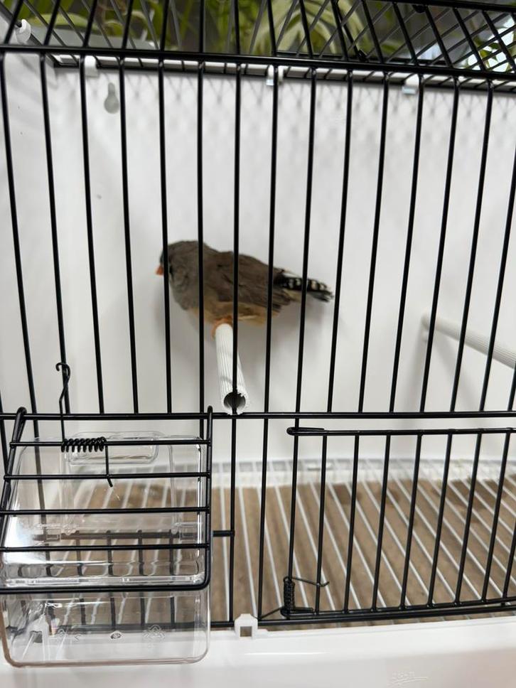 Pop zebravink; exoten, Dieren en Toebehoren, Vogels | Overige Vogels, Geringd