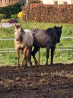 Quarter hengsten, Dieren en Toebehoren, Hengst