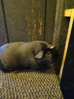 Cavia zwart, Juli, Cavia