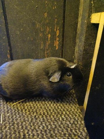 Cavia zwart beschikbaar voor biedingen