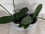 Orchidee Phalaenopsis / opruiming !, In pot, Ophalen