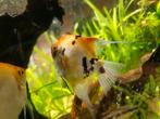 Allerhande vissen en planten voor in uw aquarium!, Dieren en Toebehoren, Vissen | Aquariumvissen