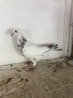 Romeinse duiven grote duif, Dieren en Toebehoren