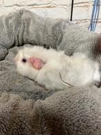 Cavia, Dieren en Toebehoren, Knaagdieren, Mannelijk, Cavia