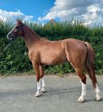 Jong springpaard gezocht!, Dieren en Toebehoren, Paarden, Springpaard