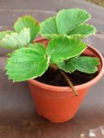aardbei planten goed ingewortelde planten, Tuin en Terras, Planten | Tuinplanten, Ophalen