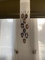 9 schedel dieren geweien, Verzamelen, Dierenverzamelingen, Ophalen, Zo goed als nieuw