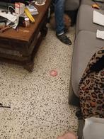 Mini pomeranian 3 maand 2 weken lavendel, Enlèvement