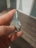 Megalodon tand bone valley, Verzamelen, Mineralen en Fossielen, Ophalen of Verzenden