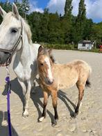 D - pony veulen te koop ( Vasco Optimus ), Dieren en Toebehoren, Pony's, Springpony, 0 tot 2 jaar, Hengst, Onbeleerd