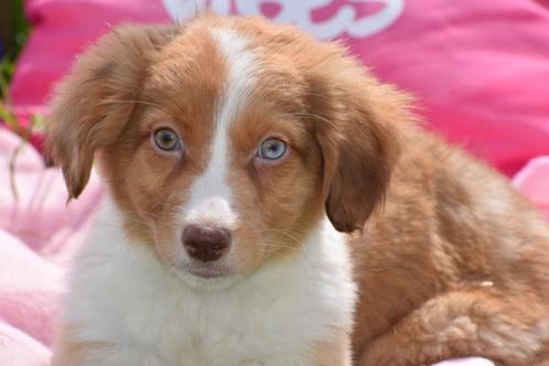 Nova scotia duck tolling retriever x Border collie pups, Dieren en Toebehoren, Honden | Niet-rashonden, Middel, Meerdere dieren
