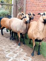 Mooie kameroen schapen, Dieren en Toebehoren, Schapen, Geiten en Varkens