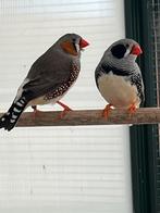 Zebravinken 5€ het stuk, Tropenvogel