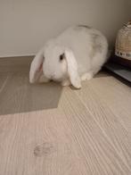 Konijn, Dieren en Toebehoren, Mannelijk, Klein, Hangoor, 0 tot 2 jaar