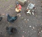 gratis haan 6 maanden oud, Dieren en Toebehoren, Mannelijk, Kip