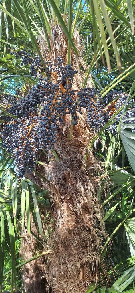 Zaad palmboom trachycarpus fortunei, Tuin en Terras, Bloembollen en Zaden, Zaad, Ophalen