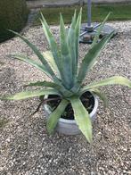 Agave - 70 cm - incl pot, Tuin en Terras, Ophalen
