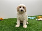 Cavapoo pups middelgroot, Dieren en Toebehoren, België, Overige rassen, 8 tot 15 weken, CDV (hondenziekte)