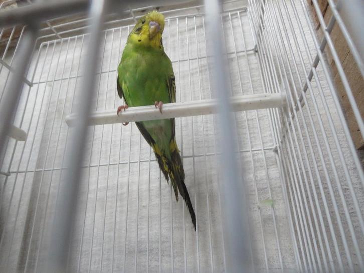 Parkiet met of zonder kooi, Dieren en Toebehoren, Vogels | Hokken en Kooien, Volière, Ophalen
