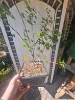Acer Arakawa niet geënt , zeldzaam, Tuin en Terras, Planten | Bomen, Ophalen
