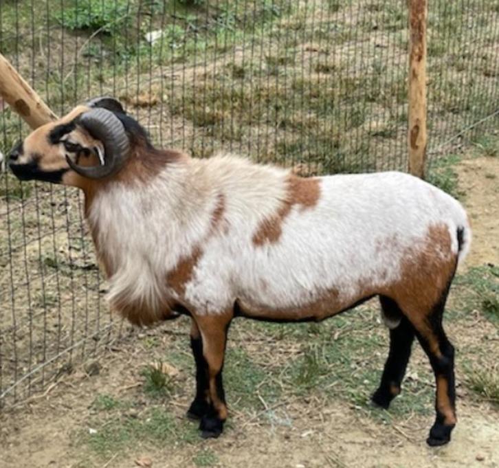 GEZOCHT mooie kameroenram, Dieren en Toebehoren, Schapen, Geiten en Varkens