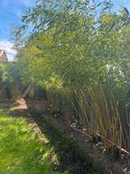 Bambous de grande taille 2m—- 3,5m, Jardin & Terrasse, Plantes | Arbres, 250 à 400 cm, Ombre partielle, Arbre à bulbes, Ne fleurit pas