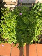 geranium x oxonianum 'claridge druce', Tuin en Terras, Planten | Tuinplanten, Vaste plant, Bodembedekkers, Lente, Ophalen