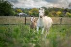 18 jarige merrie met merrie veulen, Tickets en Kaartjes
