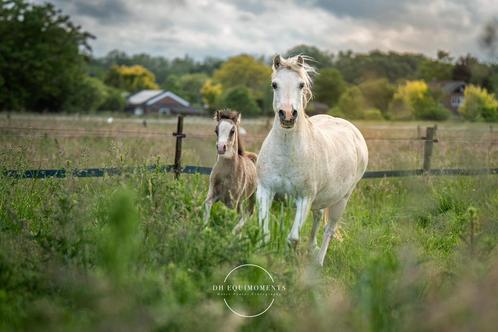 18 jarige merrie met merrie veulen, Tickets en Kaartjes, Recreatie | Dierentuinen