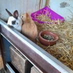 Kleurdwerg 7/8 wk  (man), Mannelijk, Dwerg, 0 tot 2 jaar
