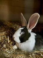 Rammelaar te koop!, Mâle, Grand, 0 à 2 ans