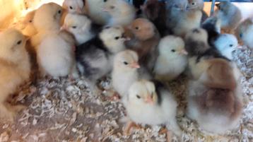 Kuikens cochin kriel, Dieren en Toebehoren, Pluimvee