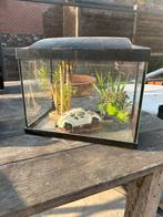 Super lot - aquarium, filtre, déco…, Gebruikt, Leeg aquarium