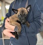 Mechelse herder pups, Dieren en Toebehoren, België, Fokker | Hobbymatig, CDV (hondenziekte), 8 tot 15 weken