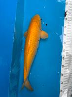 50 cm Krasigoi koi, Karper of Koi