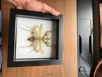 Idolomantis diabolica (devil flower mantis) taxidermie, Ophalen, Zo goed als nieuw