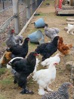 Brahma zwart, Dieren en Toebehoren, Pluimvee