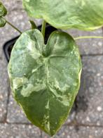 Leucocasia Gigantea “Variegata “, Tuin en Terras, Ophalen