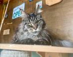 ️ Maine coon ️, Dieren en Toebehoren, Poes, Gechipt, 3 tot 5 jaar