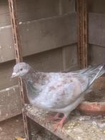 Jonge duiven, Sexe inconnu, Autres espèces