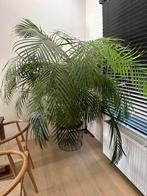 Kamerplant palm in mooie pot, Maison & Meubles, Plantes d'intérieur, Enlèvement ou Envoi, Palmier