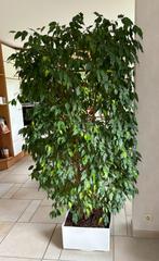 Plante verte Ficus, Huis en Inrichting, Kamerplanten, Ficus, Halfschaduw, In pot, 200 cm of meer