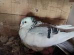 Blauwe postduif doffer gezocht. Regio Roeselare, Dieren en Toebehoren