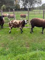 Bagerbonte ram!, Mannelijk, Schaap, 0 tot 2 jaar