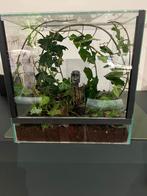 Terrarium met wandelende takken, Dieren en Toebehoren, Ophalen, Zo goed als nieuw