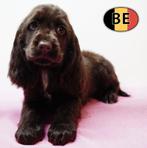 Engelse Cocker – Lieve speelse pups te koop, Parvo, België, Handelaar, 8 tot 15 weken